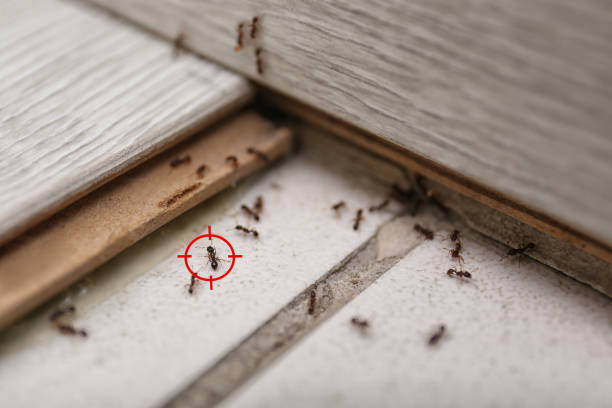 Reliable Stony Brook University, NY Pest Control Solutions